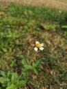 FlowerÃ¢â¬â¹ plantÃ¢â¬â¹ colorÃ¢â¬â¹fulÃ¢â¬â¹ leavesÃ¢â¬â¹ greenÃ¢â¬â¹ Royalty Free Stock Photo